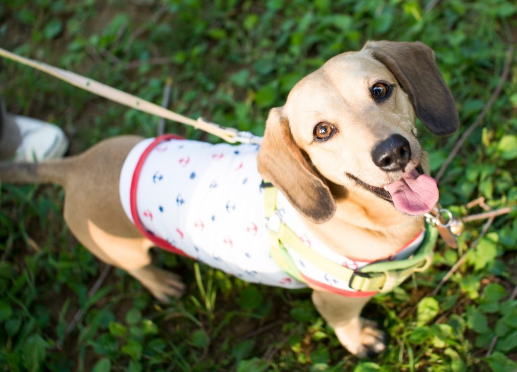 一人暮らしで犬を飼うのに疲れたらどうしたらいい 食事を変えると人生変わる